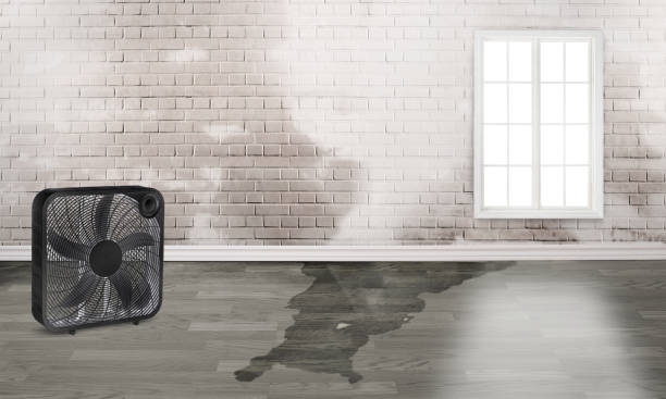 Best Local water damage restoration  in Linden, TN